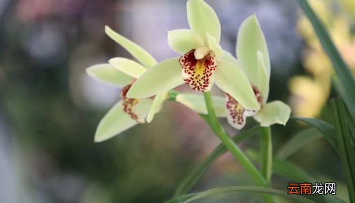 兰花怎么养 兰花养殖方法