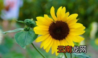 赞美向日葵的诗句 关于赞美向日葵的诗句