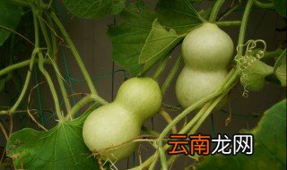 端午为啥挂葫芦 端午为什么挂葫芦