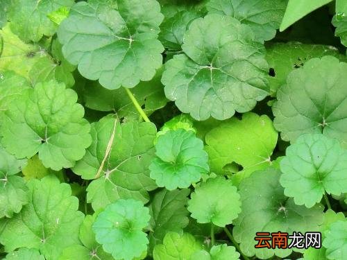 金钱草的一些食用方法
