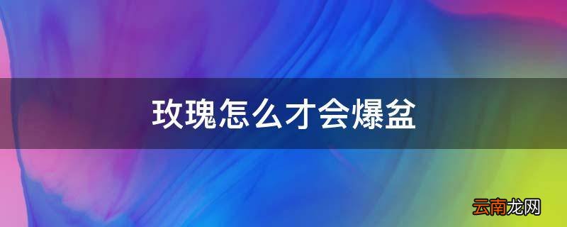 玫瑰怎么才会爆盆
