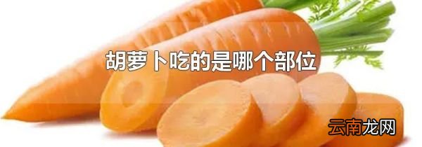 胡萝卜吃的是哪个部位