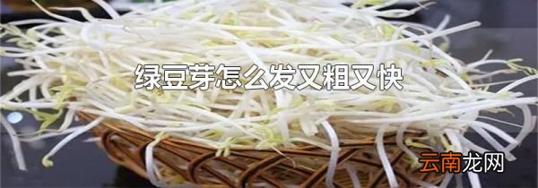 绿豆芽怎么发又粗又快