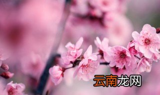 红梅盆景冬天放室外可以吗怕冻吗 红梅盆景冬天放室外行不行