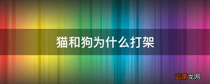 猫和狗为什么打架