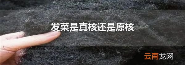 发菜是真核还是原核