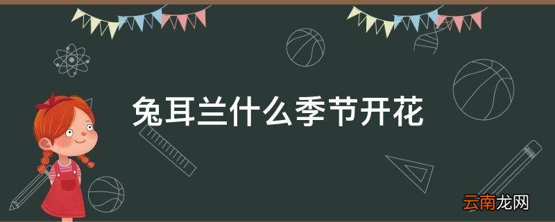 兔耳兰什么季节开花