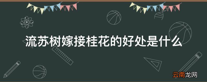 流苏树嫁接桂花的好处是什么