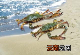 冷藏3天的海螃蟹还能吃吗,冻后的螃蟹能吃吗？
