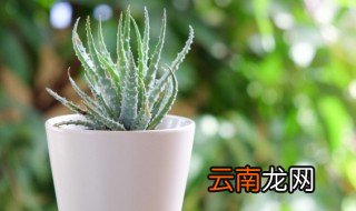 喜阳喜阴植物在结构特征上的区别