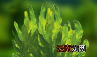 奥氏海藻提取物是植物还是生物
