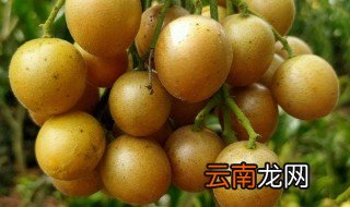 黄皮果的皮可以吃吗 黄皮果的皮能不能吃