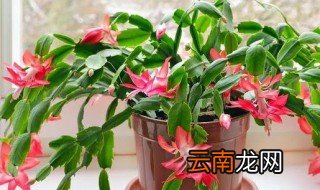 蟹爪兰是喜阴植物还是喜阳植物