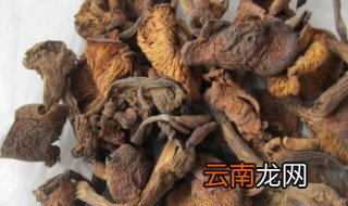 东北的榛蘑和野生蘑菇有区别吗
