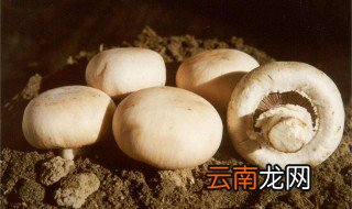 圆蘑菇是不是口蘑，圆蘑菇是什么蘑菇