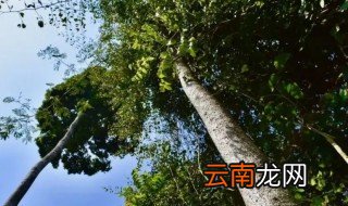 望天树是裸子植物还是被子植物