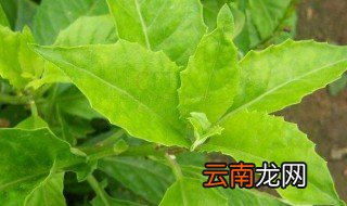 白子菜可以生吃吗 白子菜可不可以生吃