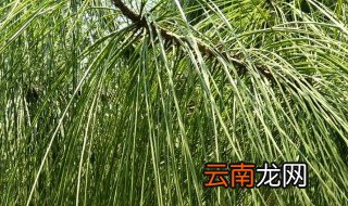马尾松是喜阴植物还是喜阳植物