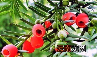 红豆杉的果实能吃吗需要注意什么 红豆杉的果实能吃吗