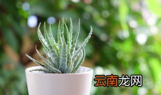 芦荟和万年青是喜阴还是喜阳的啊