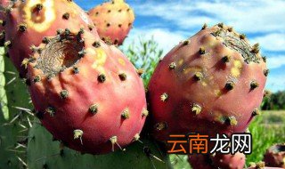 仙人掌果的籽能吃吗吃多了有什么影响 仙人掌果的籽能吃吗