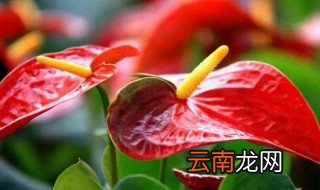 推荐一些喜阴的植物 喜阴好养的植物有哪些