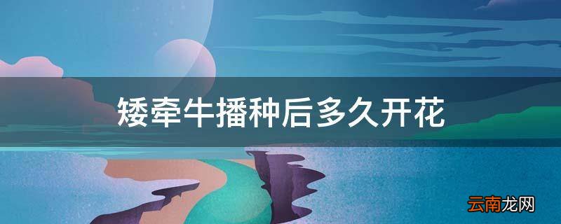 矮牵牛播种后多久开花