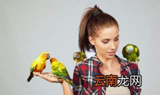 葵花鹦鹉怎么养 葵花鹦鹉怎么养?