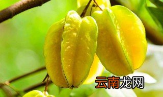 酸杨桃怎么泡 怎么泡酸杨桃