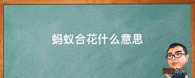 蚂蚁合花什么意思