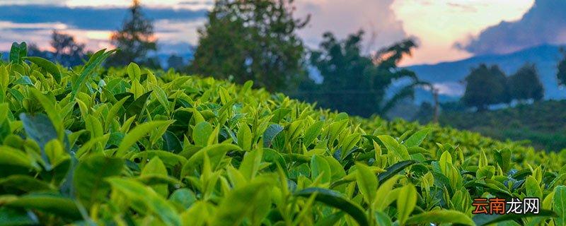 绿茶有哪些 有哪些绿茶