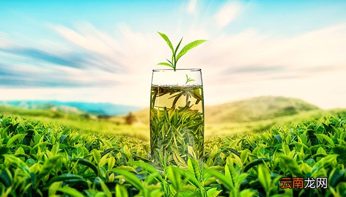 绿茶有哪些 有哪些绿茶