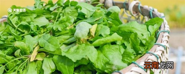 面条菜是什么菜 什么叫面条菜