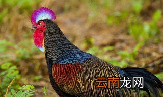 山鸡是保护动物吗，七彩野山鸡是保护动物吗
