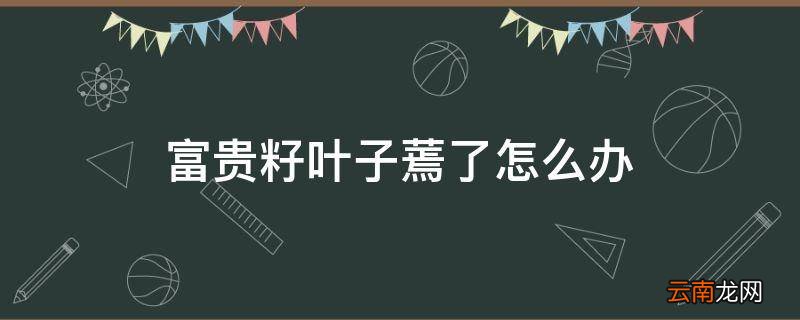 富贵籽叶子蔫了怎么办