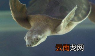 猪鼻龟是保护动物吗 猪鼻子龟是保护动物吗