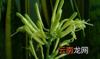 虎尾兰种子种植方法，虎尾兰的栽种方式