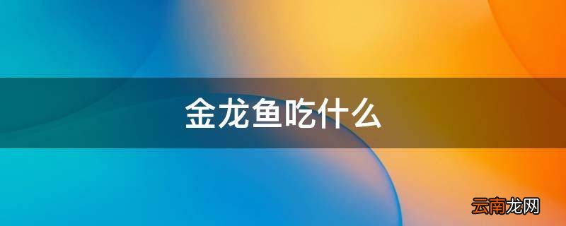 金龙鱼吃什么