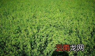 苜蓿草怎样储存 苜蓿草储存的方法