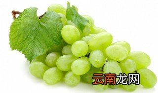 青提葡萄皮能吃吗 青提葡萄皮可以吃吗