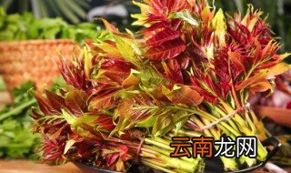 香椿怎么保存时间更长 香椿的保存方法