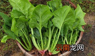 菠菜是喜阴还是喜阳 菠菜是喜阴还是喜阳的蔬菜