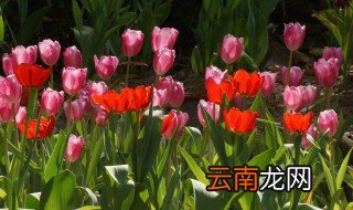 荷兰养花的优势 荷兰花怎么养才长得好