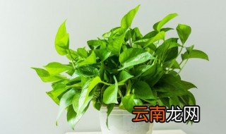 适合室内的喜阴植物 室内宜放什么样的喜阴植物