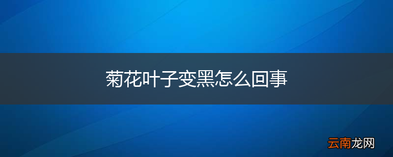 菊花叶子变黑怎么回事