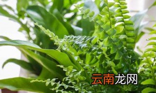 散尾葵喜阴还是喜阳 凤尾竹喜阴还是喜阳啊