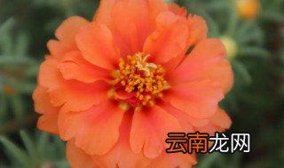 喜阳好养的绿植有哪些 喜阳又好养植物有哪些