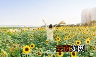 向日葵是草本植物还是木本植物