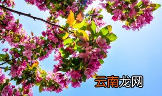植物向阳长 向阳的植物一般都有哪些