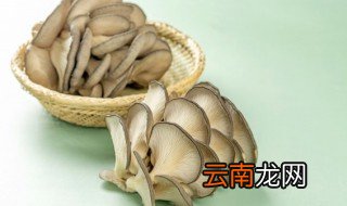 蘑菇是植物吗为什么 蘑菇为什么是菌类植物